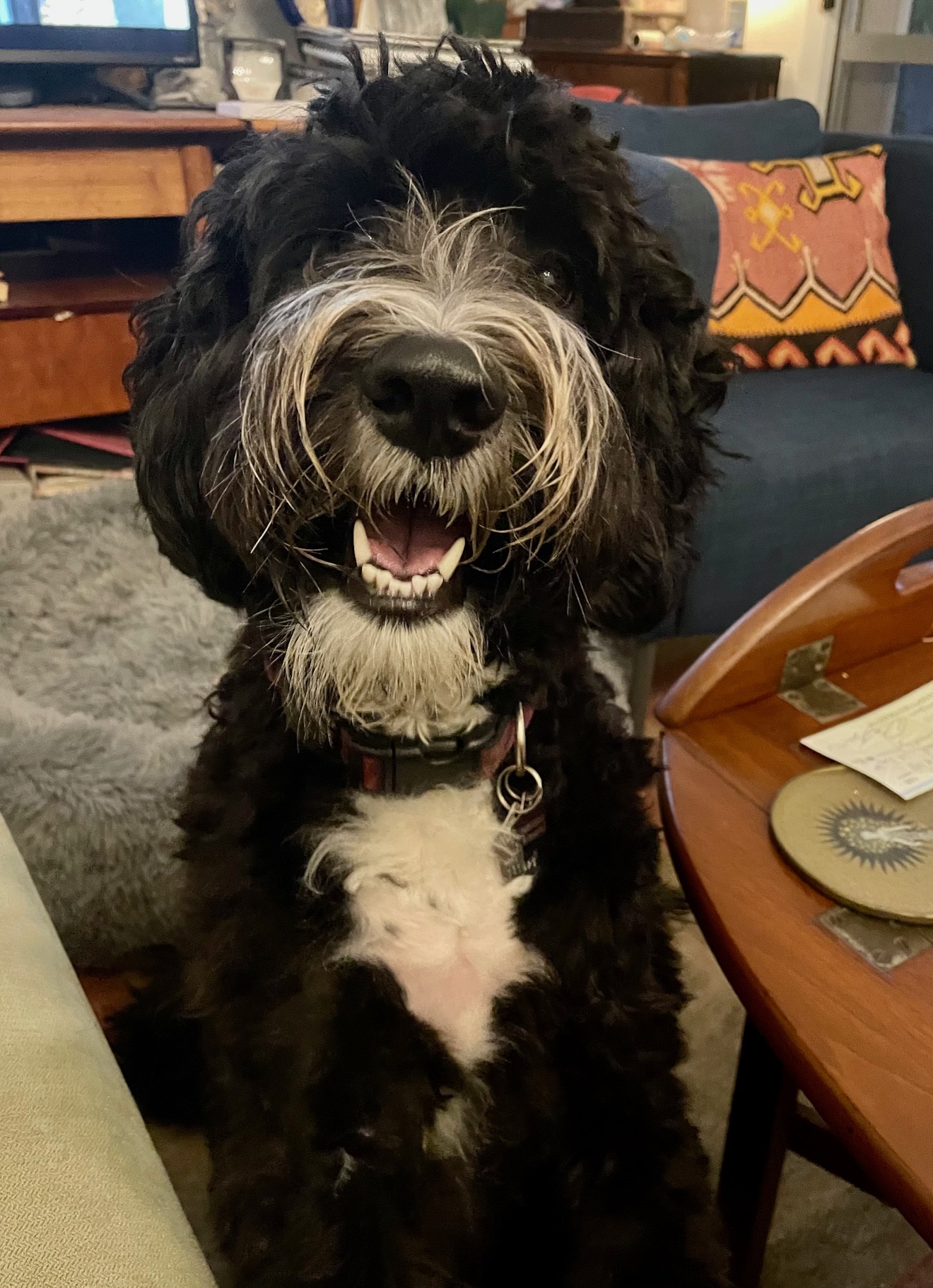 Black dog with white muzzle and chest smiling at camera.