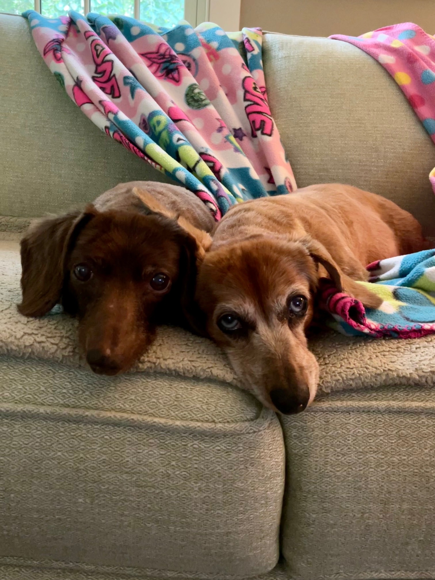 Two small elderly daschunds, one brown and one tan, sleep together on the couch.