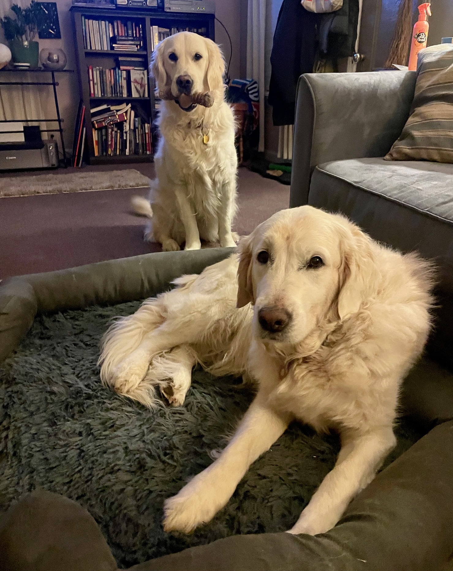 One white Golden Retriever lays on a dog bed while another one sits with a bone in her mouth in the background.
