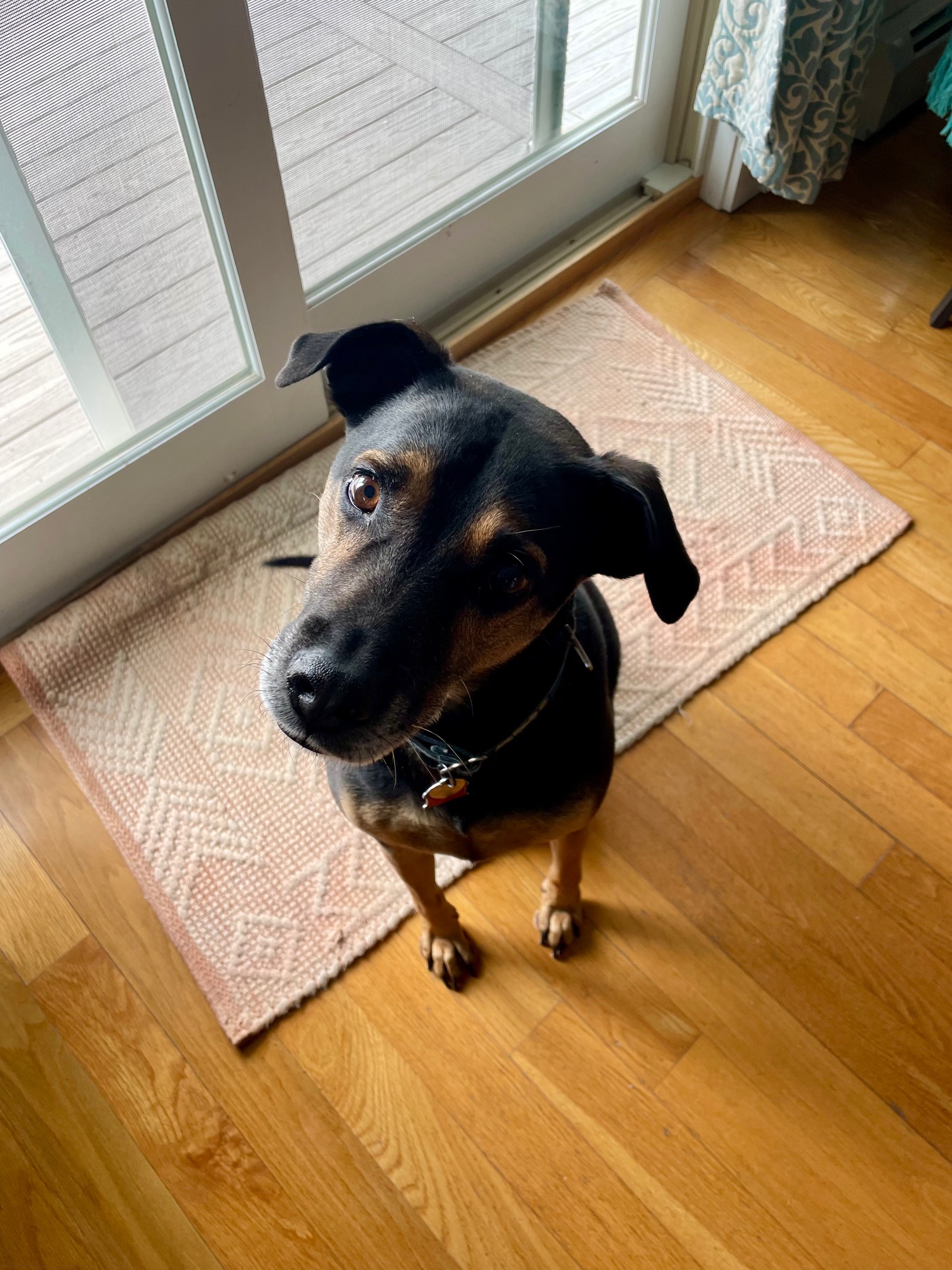 A black dog with brown markings sits with head tilted, looking inquisitively at camera.